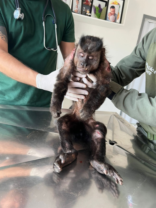 Macaco-prego ferido é resgatado pelo IAT de Cianorte e se recupera
